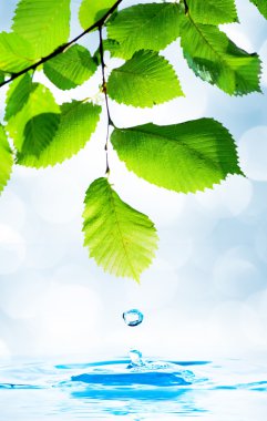Green leaf with water droplet over water reflection clipart
