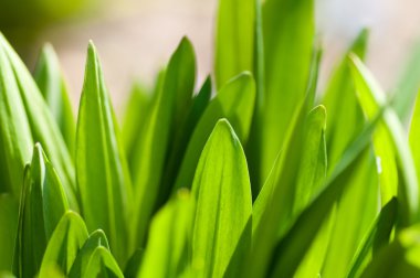 Taze yeşil çimenler