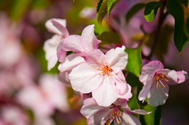İlkbaharda açan bir elma dalı.
