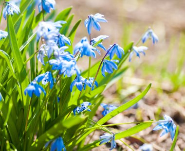 Bahar Çiçekleri (Scilla Sibirica)