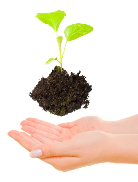 Groeiende groene plant boven handen — Stockfoto