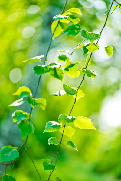 Feuilles vertes, foyer peu profond — Photo