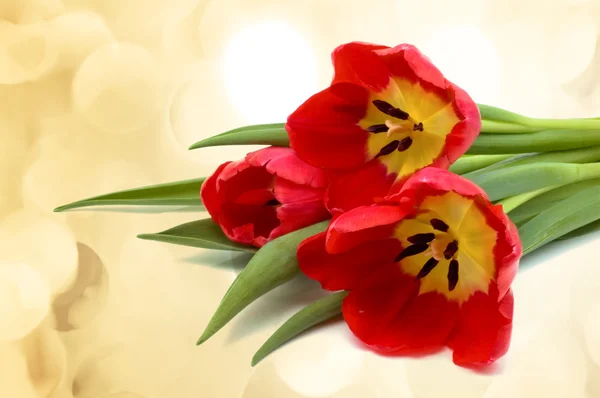 Tulpe — Stockfoto