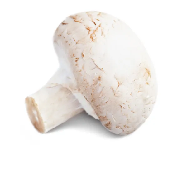 Fresh champignon — Stock Photo, Image