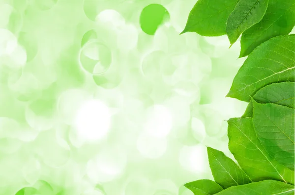 Färska och gröna blad på holiday lyser — Stockfoto