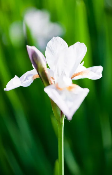 Bahçede çiçek açan iris — Stok fotoğraf