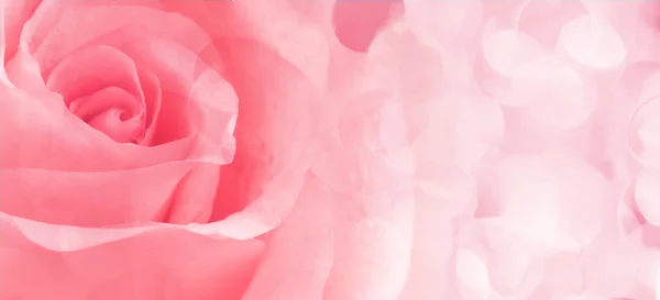 Hermosa rosa rosa de cerca — Foto de Stock