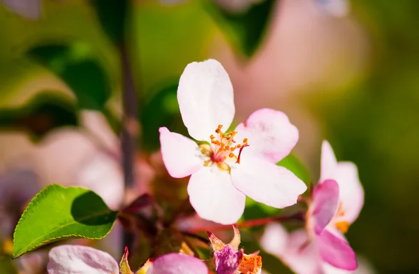 A blooming branch of apple tree in spring — Stock Photo, Image