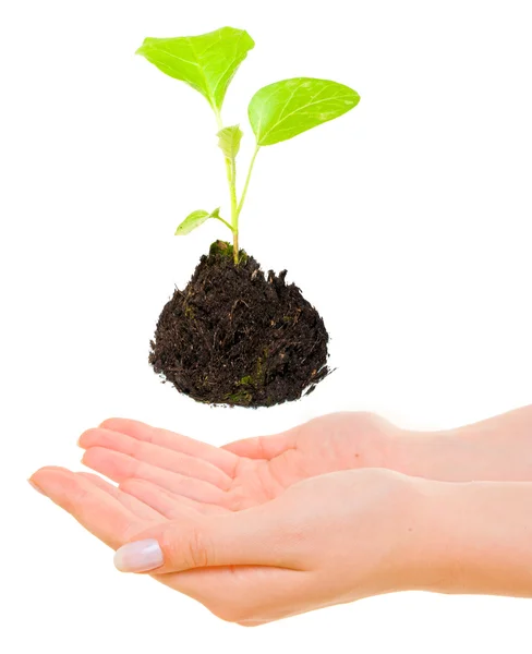 Growing green plant above hands — Stock Photo, Image