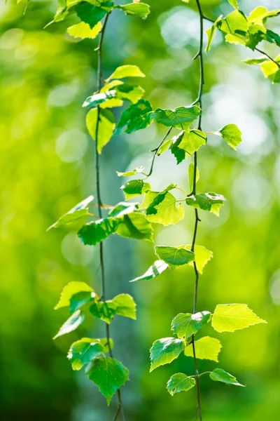 Hojas verdes, enfoque poco profundo — Foto de Stock