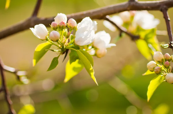 İlkbaharda açan bir elma dalı. — Stok fotoğraf