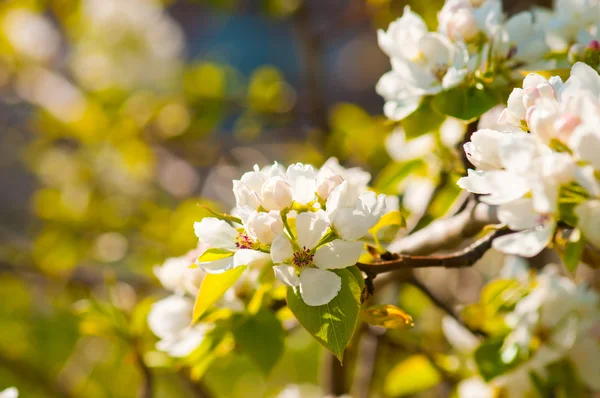 Kwitnąca gałąź jabłoni wiosną — Zdjęcie stockowe