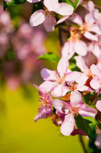 春に咲くリンゴの木の枝 — ストック写真