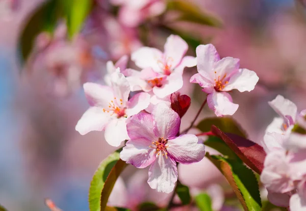 Stock image A blooming branch of apple tree in spring