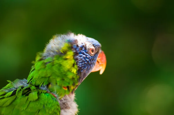 Duha lorikeet — Stock fotografie