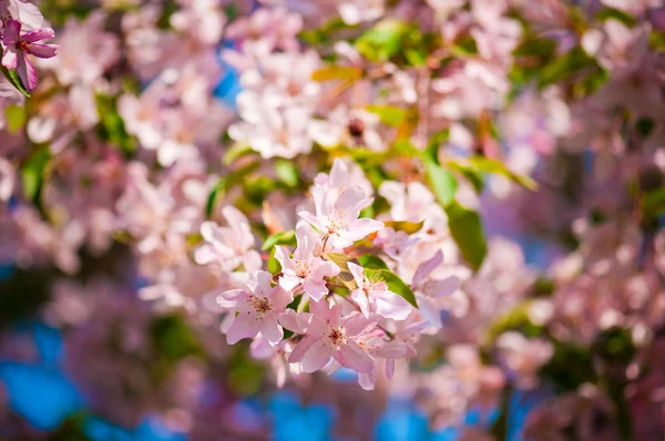 A blooming branch of apple tree in spring — Stock Photo, Image