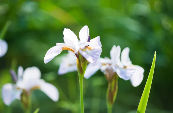 在花园里盛开的虹膜 — 图库照片