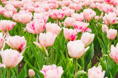 bahar zamanı alanında güzel laleler