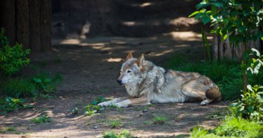kayanın üzerinde uzanmış kurt.