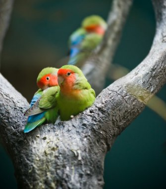 Rosy-faced Lovebirds clipart