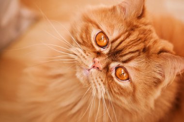 Kırmızı kedi doğurmak selkirk rex.