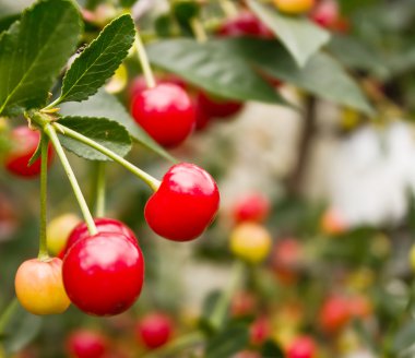Kırmızı ve tatlı kiraz dal