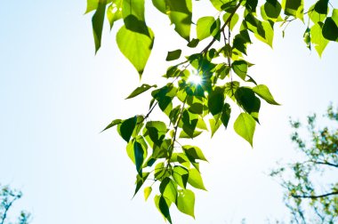 yaz yeşil yaprakları ve mavi gökyüzü güneş ile