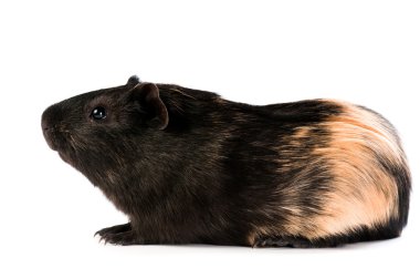 beyaz zemin üzerinde kahverengi cavy