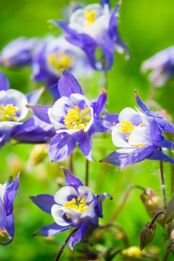 Aquilegia (Columbine)