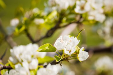 çiçek açan bir elma ağacı dalı