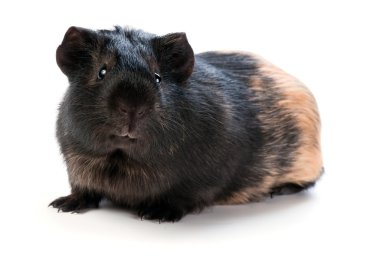 beyaz zemin üzerinde kahverengi cavy