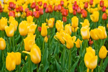 bahar zamanı alanında güzel laleler