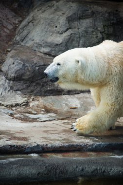 Kutup ayısı - ursus maritimus