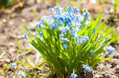 Bahar Çiçekleri (Scilla Sibirica)