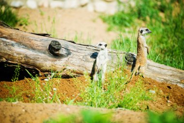 Suricata Suricata (Suricata suricatta) ailesi,
