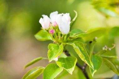 İlkbaharda açan bir elma dalı.