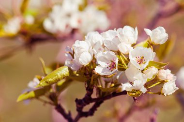 çiçek açan bir elma ağacı dalı