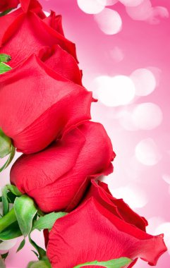 güzel güller kenarlık