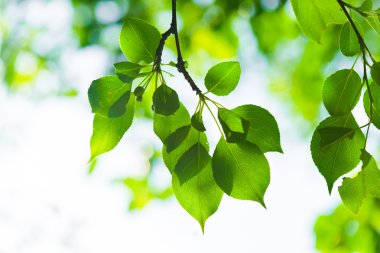 yeşil yapraklar, sığ odak