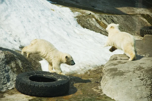 Iki küçük kutup ayısı - ursus maritimus — Stok fotoğraf