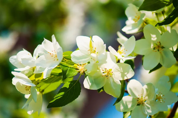 Um ramo florescente de macieira na primavera — Fotografia de Stock