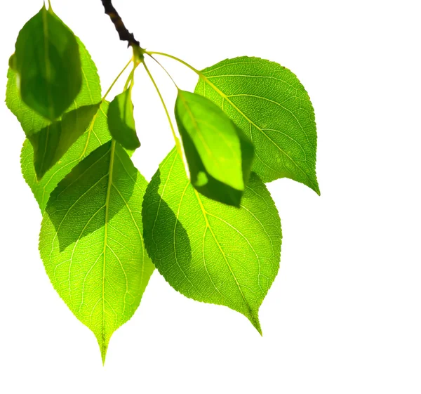 Green leaves on white — Stock Photo, Image