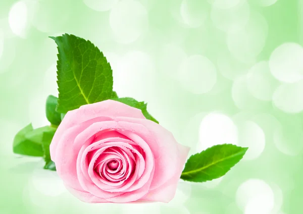 Pink rose — Stock Photo, Image