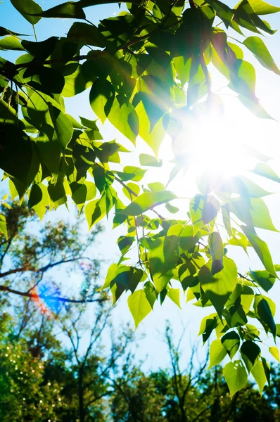 Feuilles d'été vertes et ciel bleu avec soleil — Photo