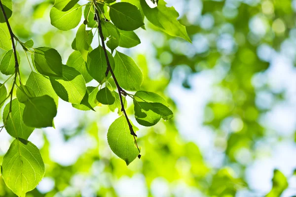 Folhas verdes, foco superficial — Fotografia de Stock