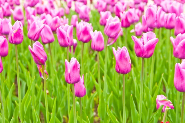 Indah tulip lapangan di musim semi — Stok Foto