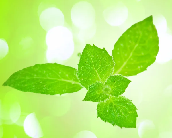 Menta verde fresca — Foto Stock