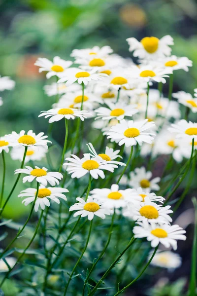 Wild chamomile on a meadow. — Stock Photo, Image