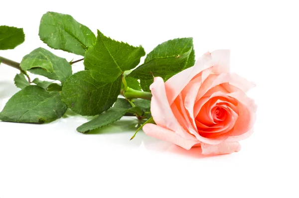 Ramo de hermosas rosas rosadas — Foto de Stock