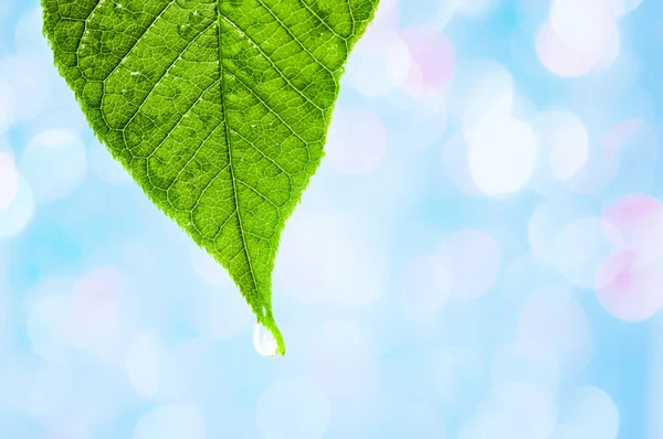 Green leaf with water droplet over water — Stock Photo, Image